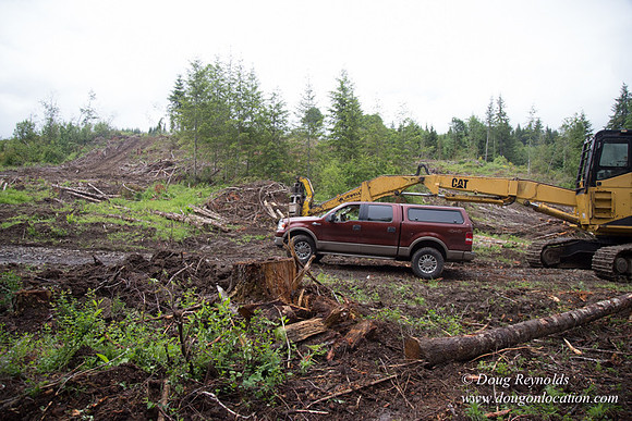logging