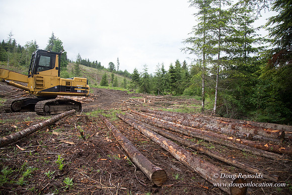 logging