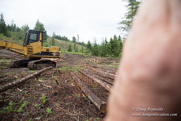 logging