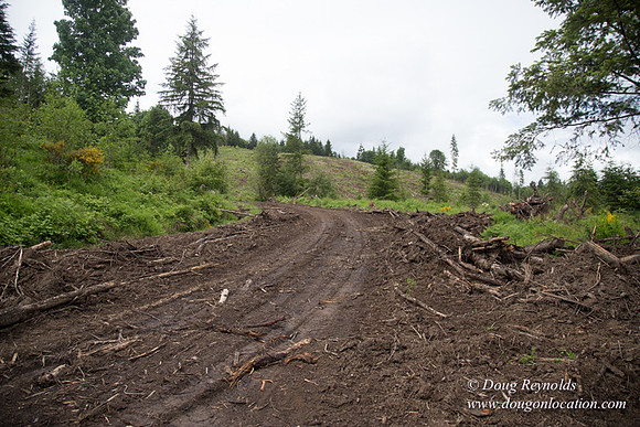 logging