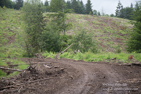 logging
