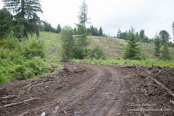 logging