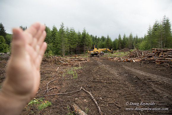 logging