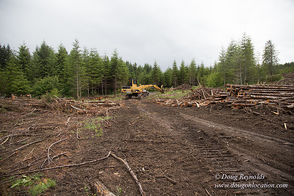 logging