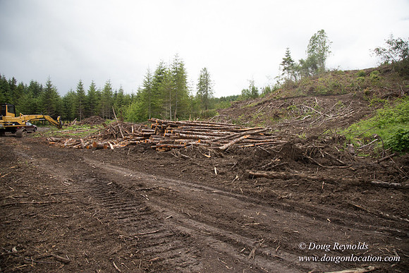 logging