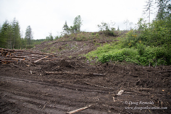 logging
