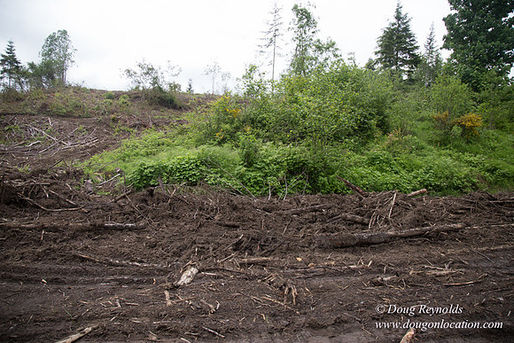 logging