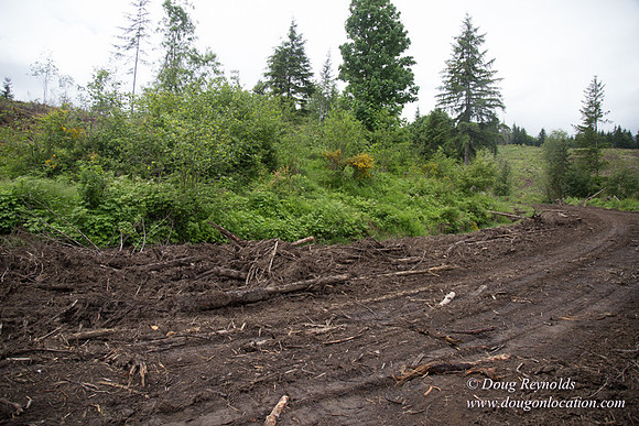 logging