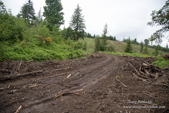 logging