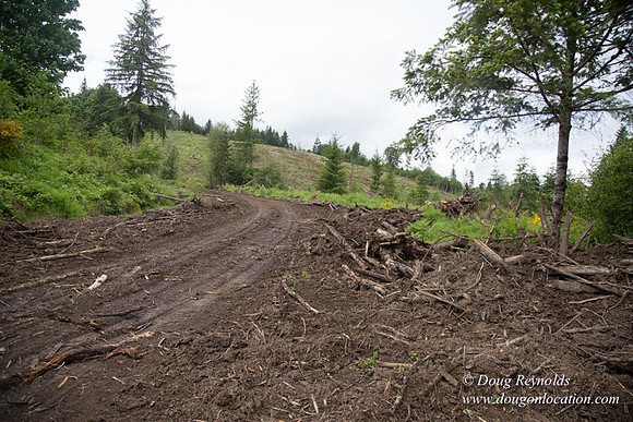 logging