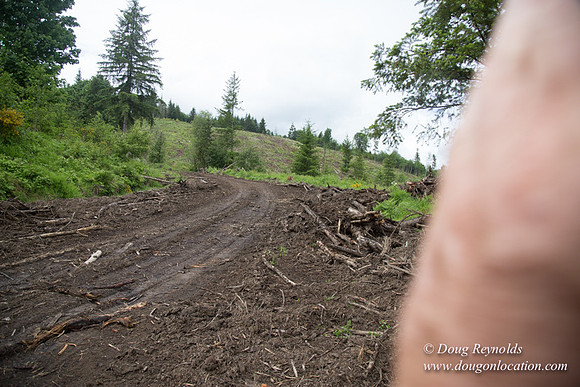 logging
