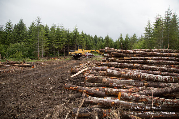 logging