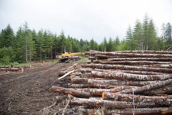 logging