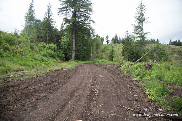logging