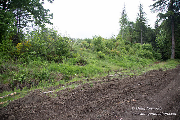 logging
