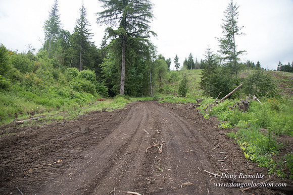 logging