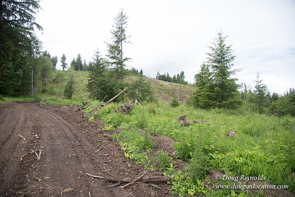 logging