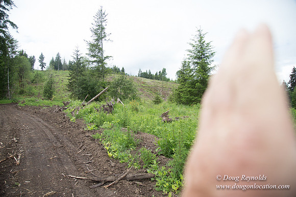 logging