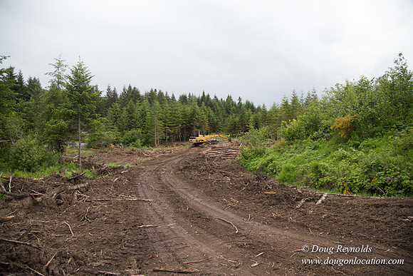 logging