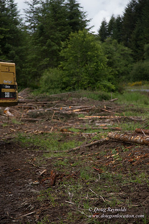 logging