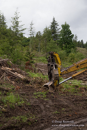 logging