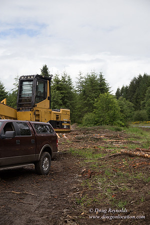 logging