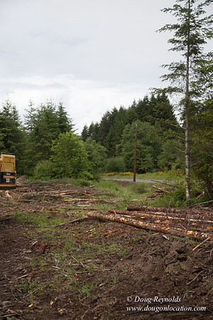 logging