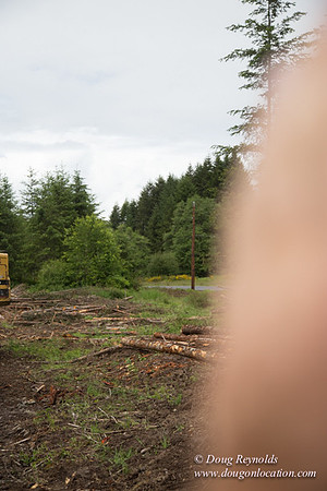 logging