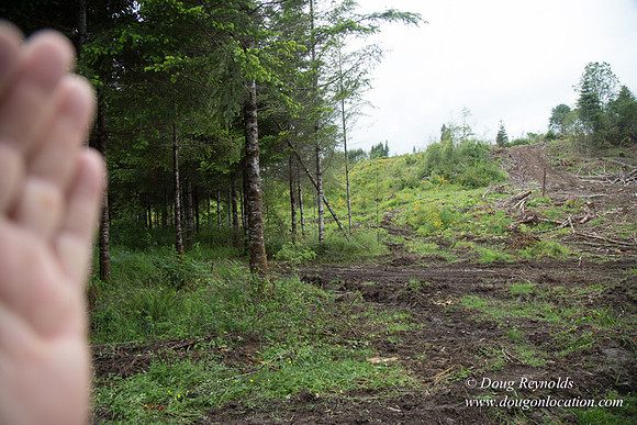 logging