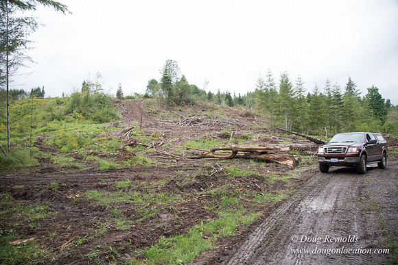logging