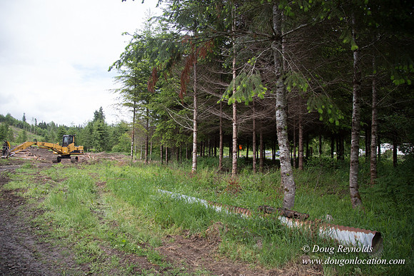 logging