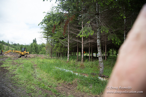 logging