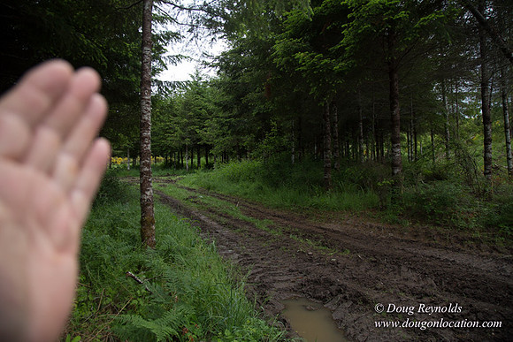 logging