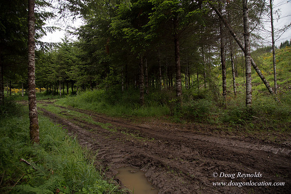 logging