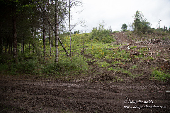 logging