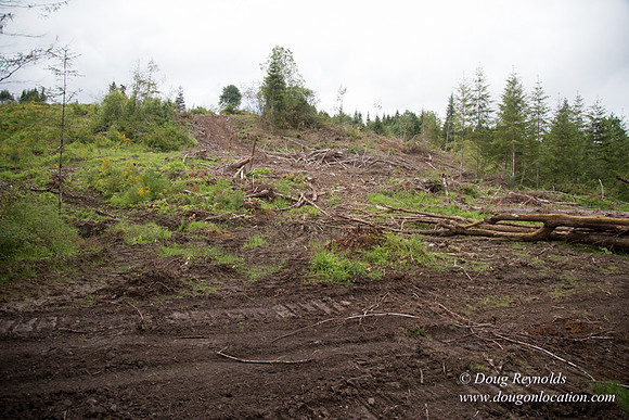 logging