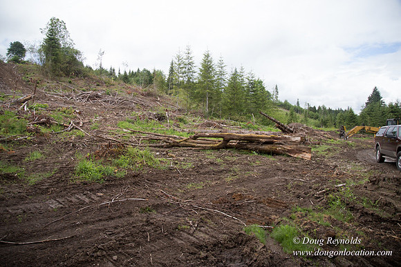 logging