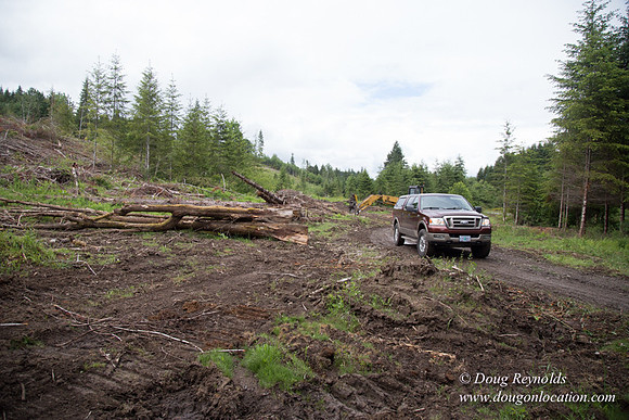 logging