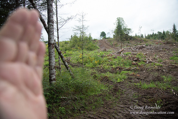 logging