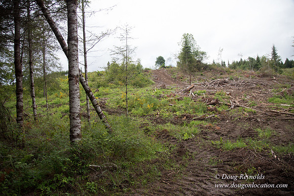 logging