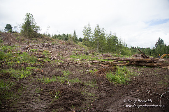logging