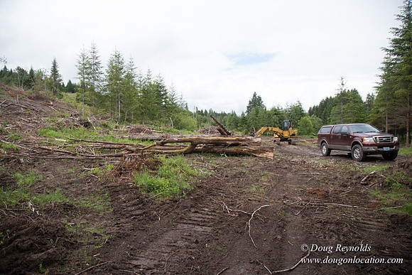 logging