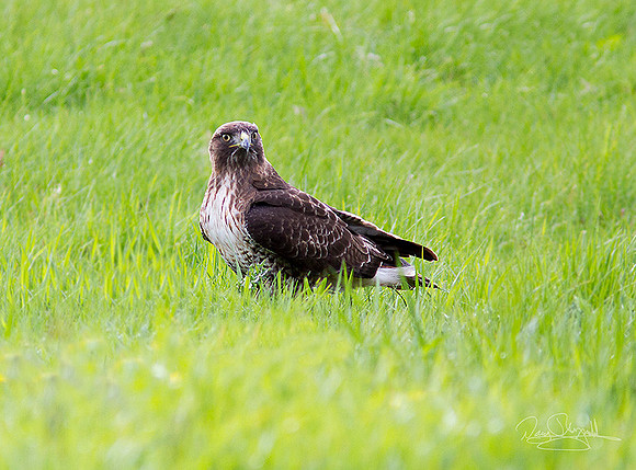 Red Tailed Hawk on Ground
