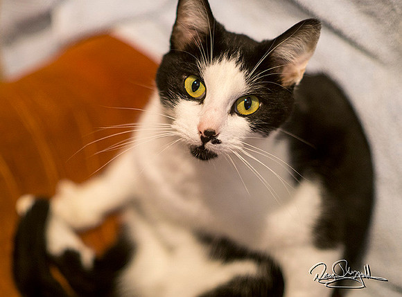 Cat Looking at me, Shoot with a Sony a6000 and Canon FD 55mm F1.2 BL using a Fotasy FD to NEX Adapter----ISO 640, 1/60 at f1.2