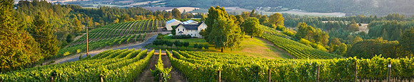 David Hill Winery Pan-2469aj11x copy