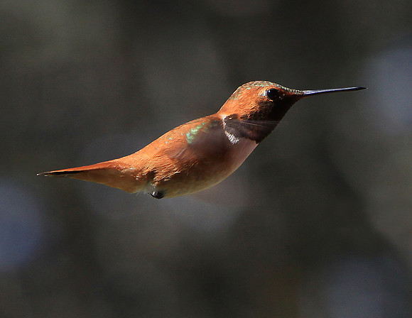 Hum Bird srcr11xH6477
