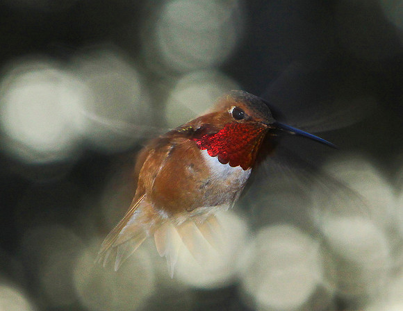 Hum Bird-aj11x-H7311