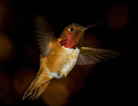 Allens Humbird-aj11x-H7761B