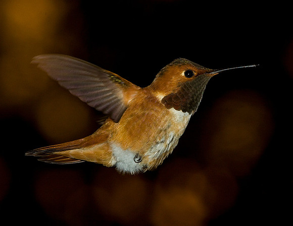Allens Humbird-aj11x-H7762