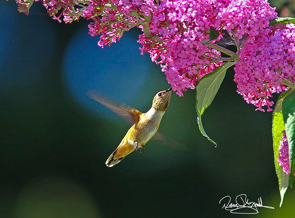 Hum Bird-ajsrszsg-H2522
